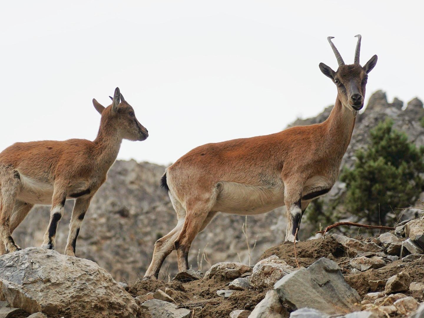 Pozantı'da yaban keçileri görüntülendi