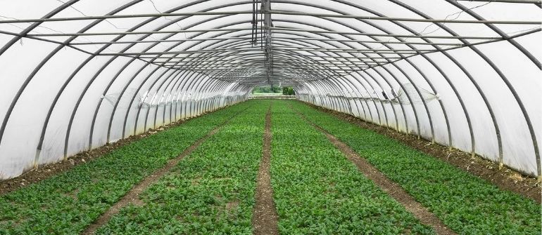 Adana’da örtüaltı tarım alanında dalgalanma: İşte son 5 yılın verileri!