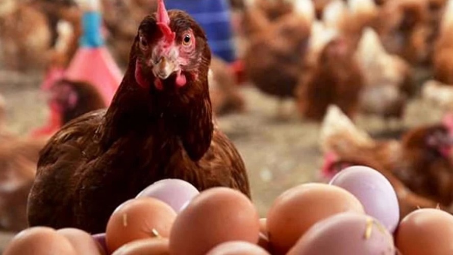 Adana’da, geçen yıl yumurta tavuğu sayısı kaçtı?