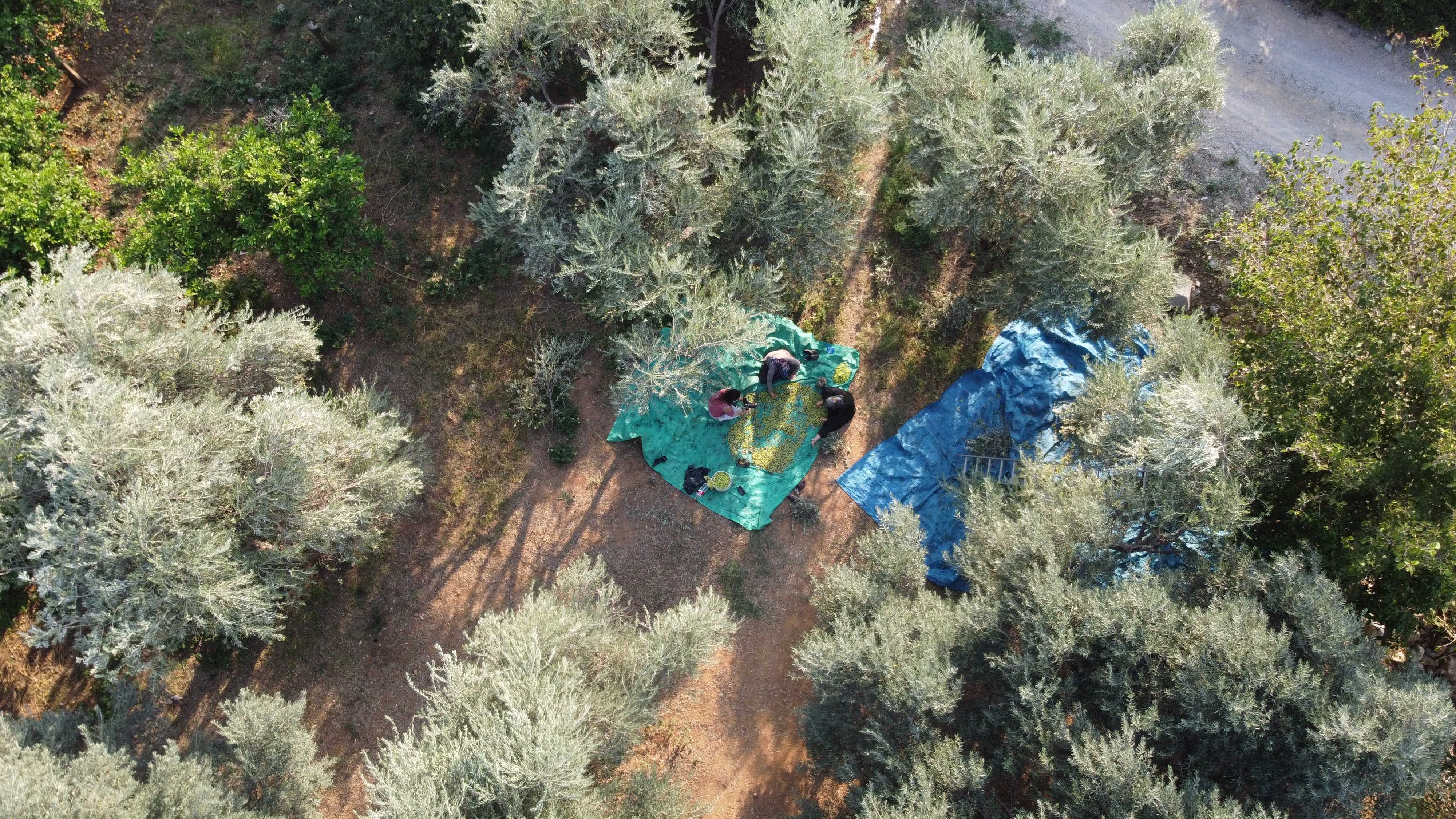 Zeytin hasadına asırlık ağaçlardan başlandı