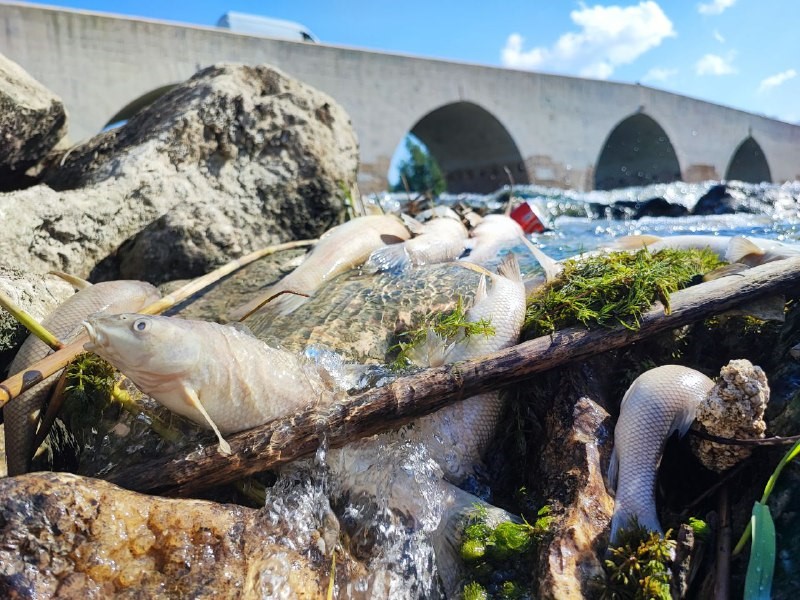 Ceyhan Nehri'ndeki kirlilik balıkları telef etti