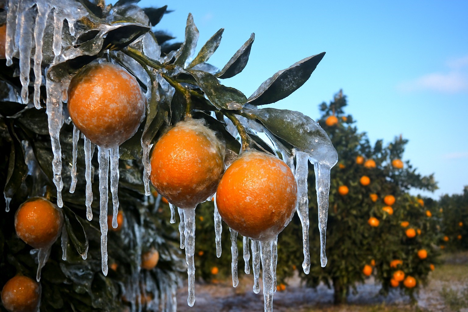 Adana'da üreticilere 717 milyon TL zirai don ödemesi