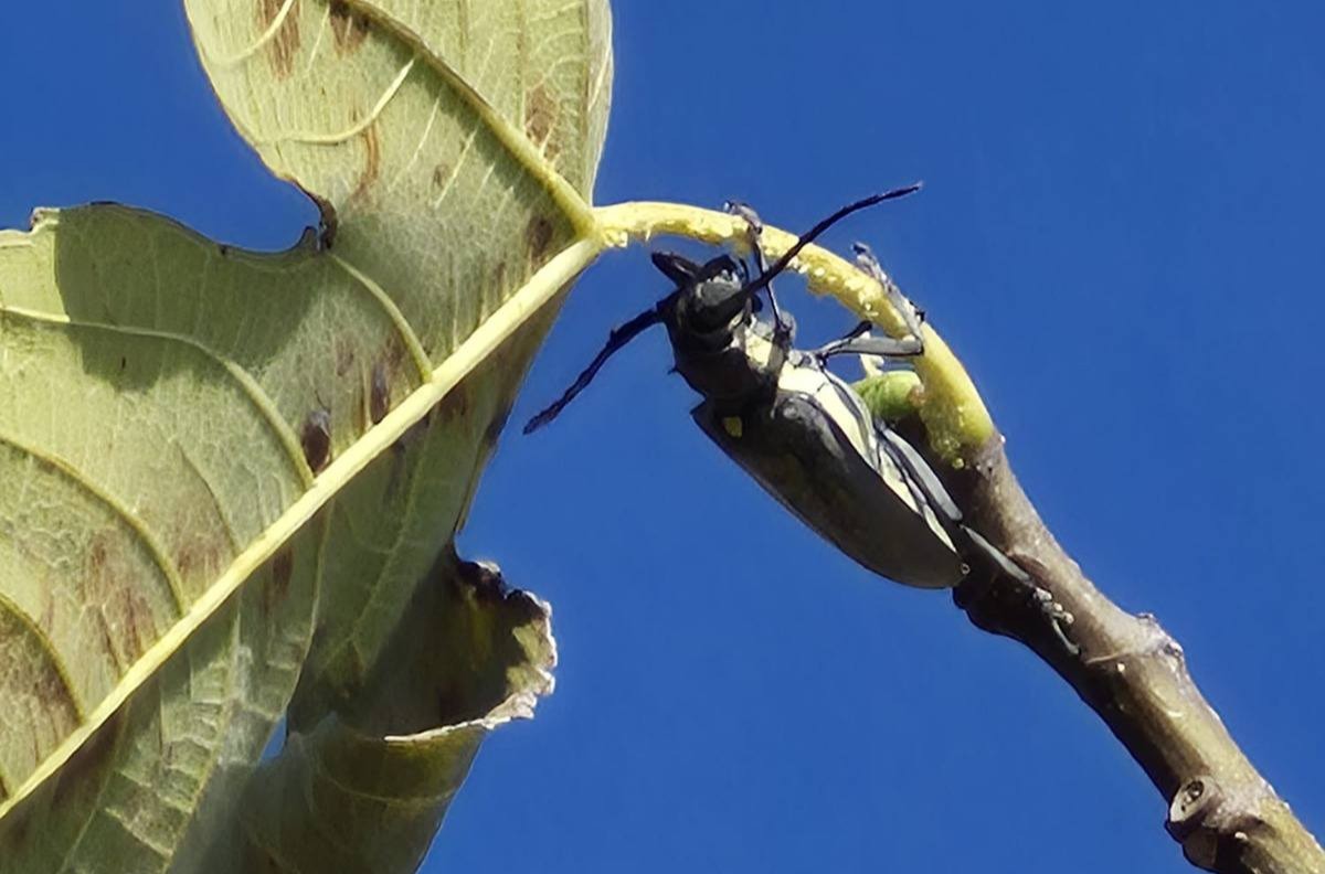 Adana’da, incir bahçelerinde zararlı böceğe karşı mücadele