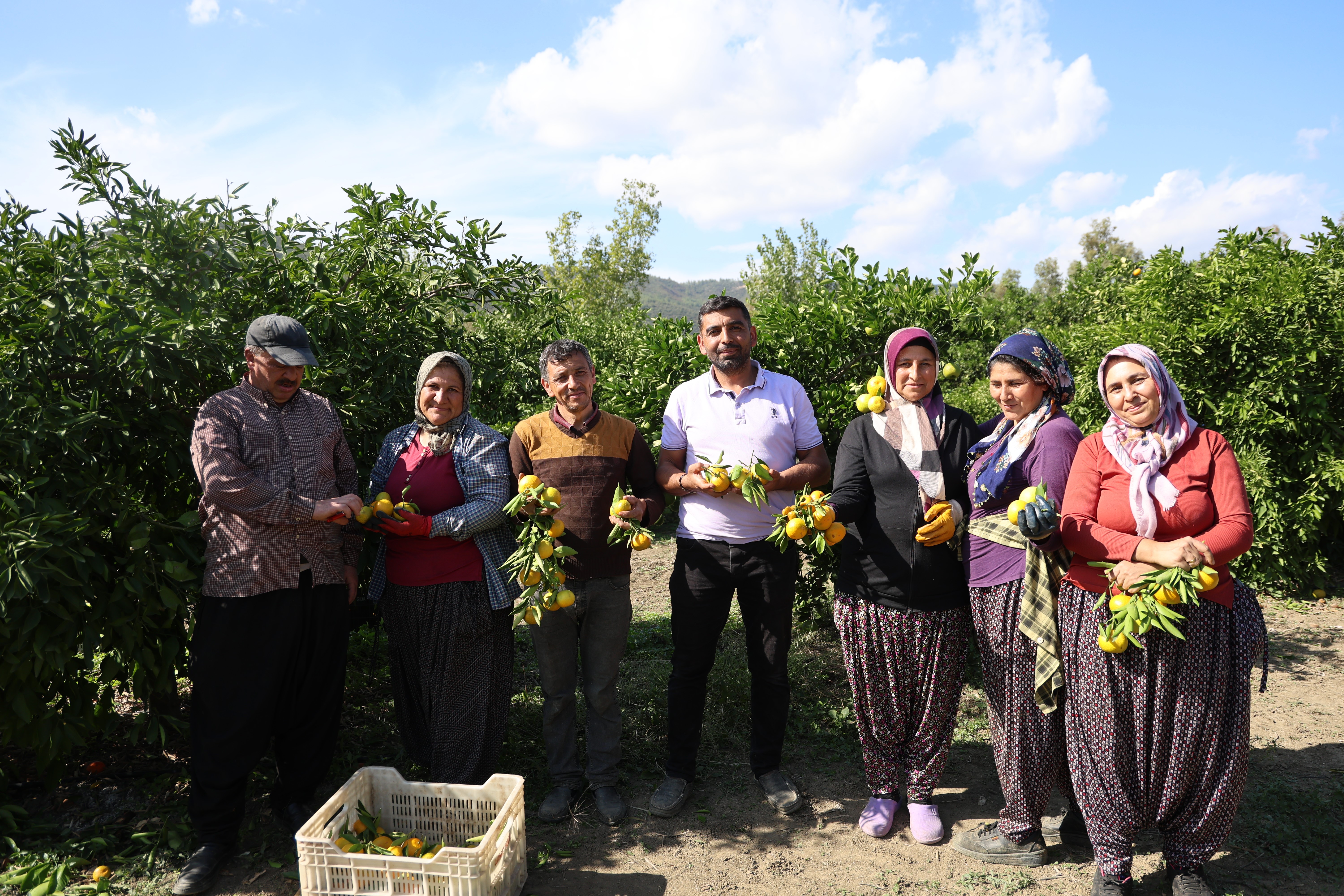 En ucuz meyve: Mandalina bahçede 8 TL'ye kadar düştü