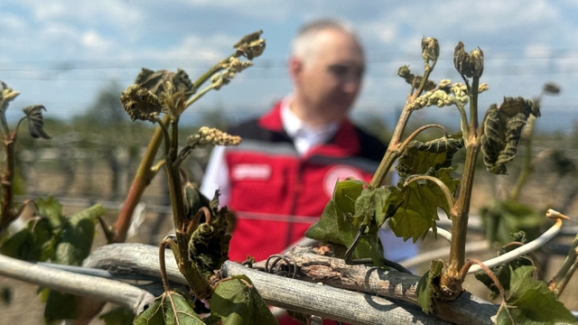 Adanalı çiftçilere don zararı desteği müjdesi