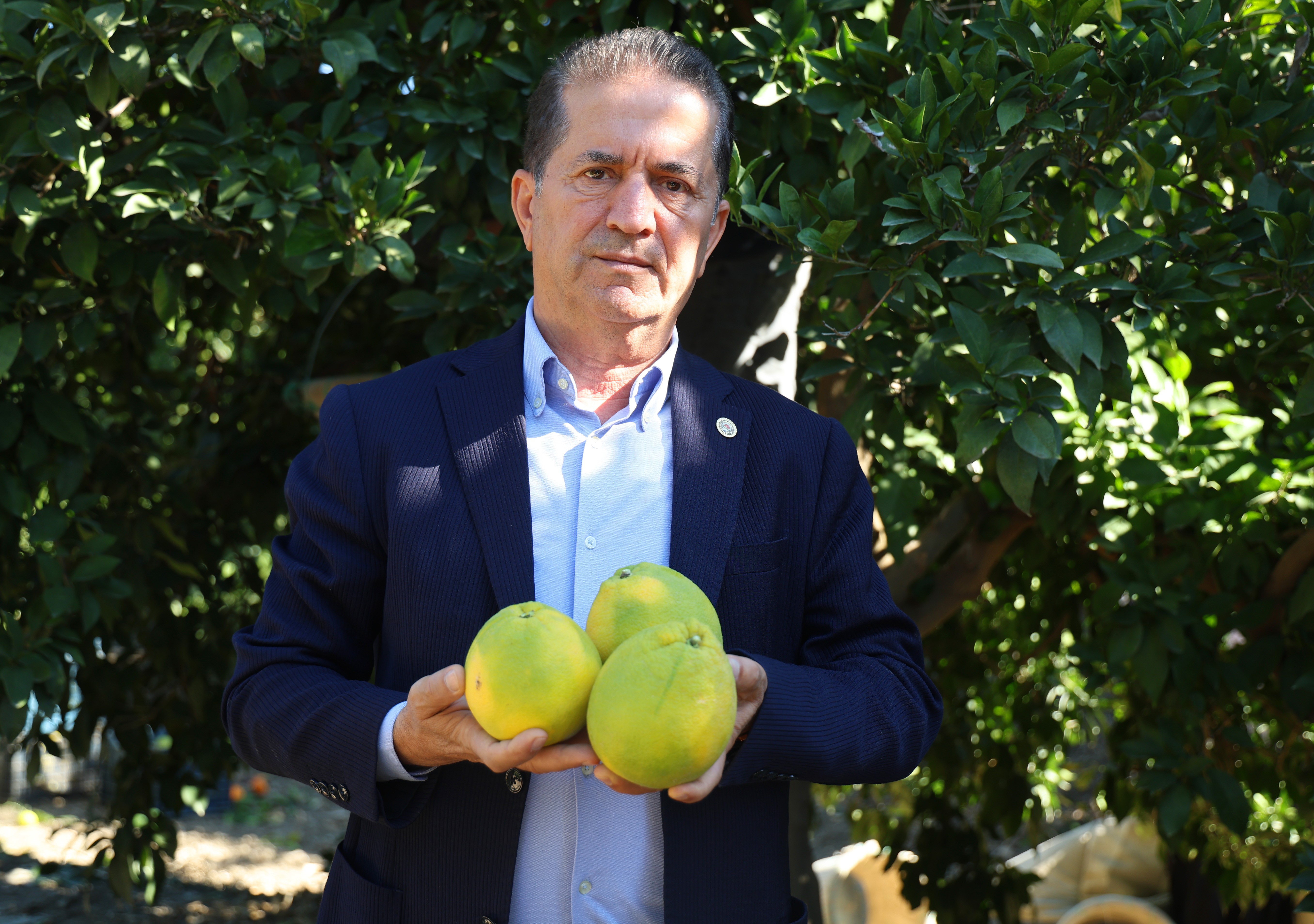 Adana'da portakal hasadı başladı, 360 bin ton rekolte bekleniyor