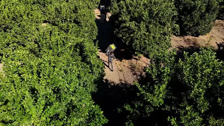 Adana'da hasat başladı! Verim yüzde 90 düştü: Bahçede kilosu 32 lira! Yurt dışına gönderiliyor