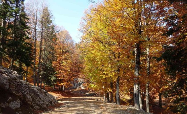 Adana’da sonbahar büyüsü: Yirce Kayın Ormanları ziyaretçileri büyüledi