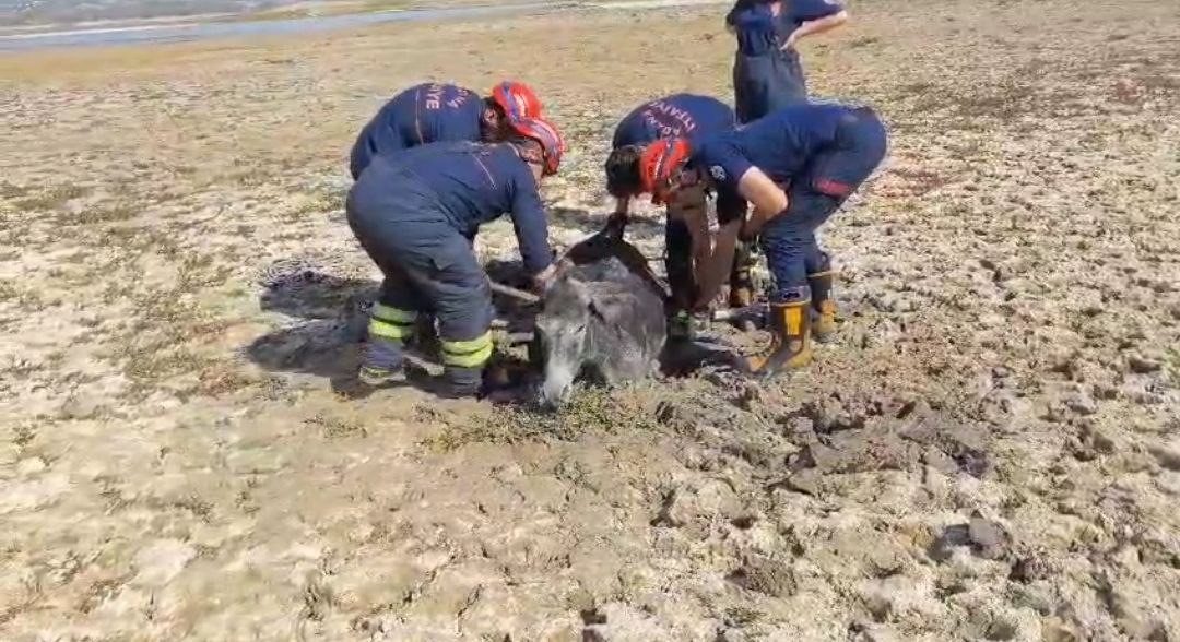 Çamura saplanan eşeği, itfaiye ekipleri kurtardı