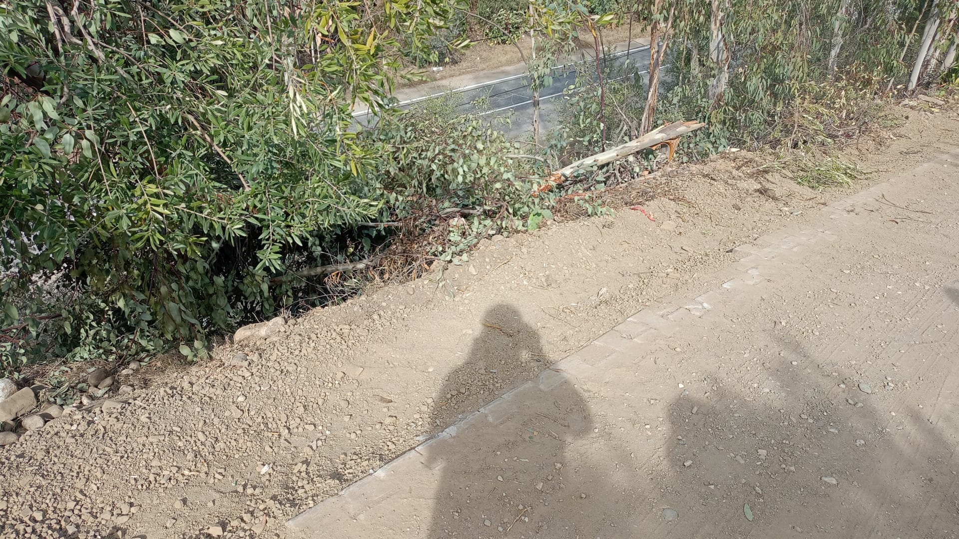 Köylünün tepkisi: Elektrik direği için zeytin ağacını kırdılar