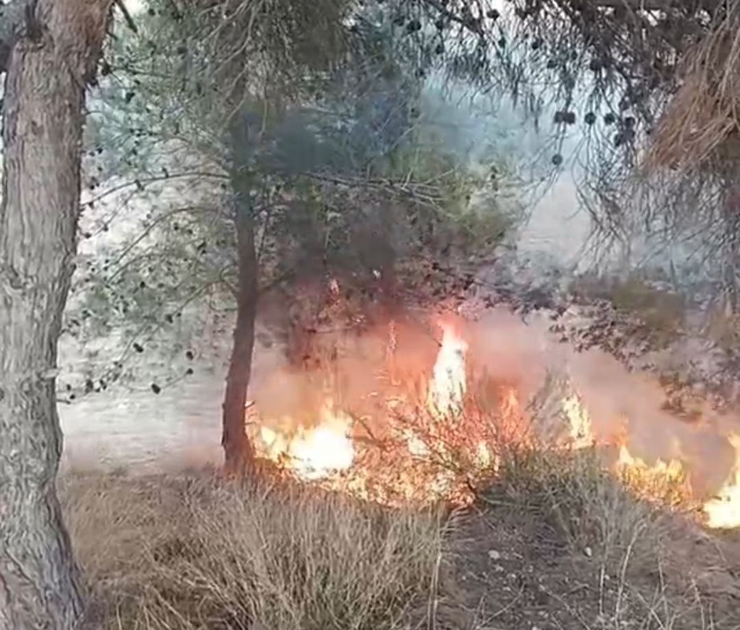 Adana'da bir çocuğun çıkardığı öne sürülen yangında 100 zeytin ağacı yandı