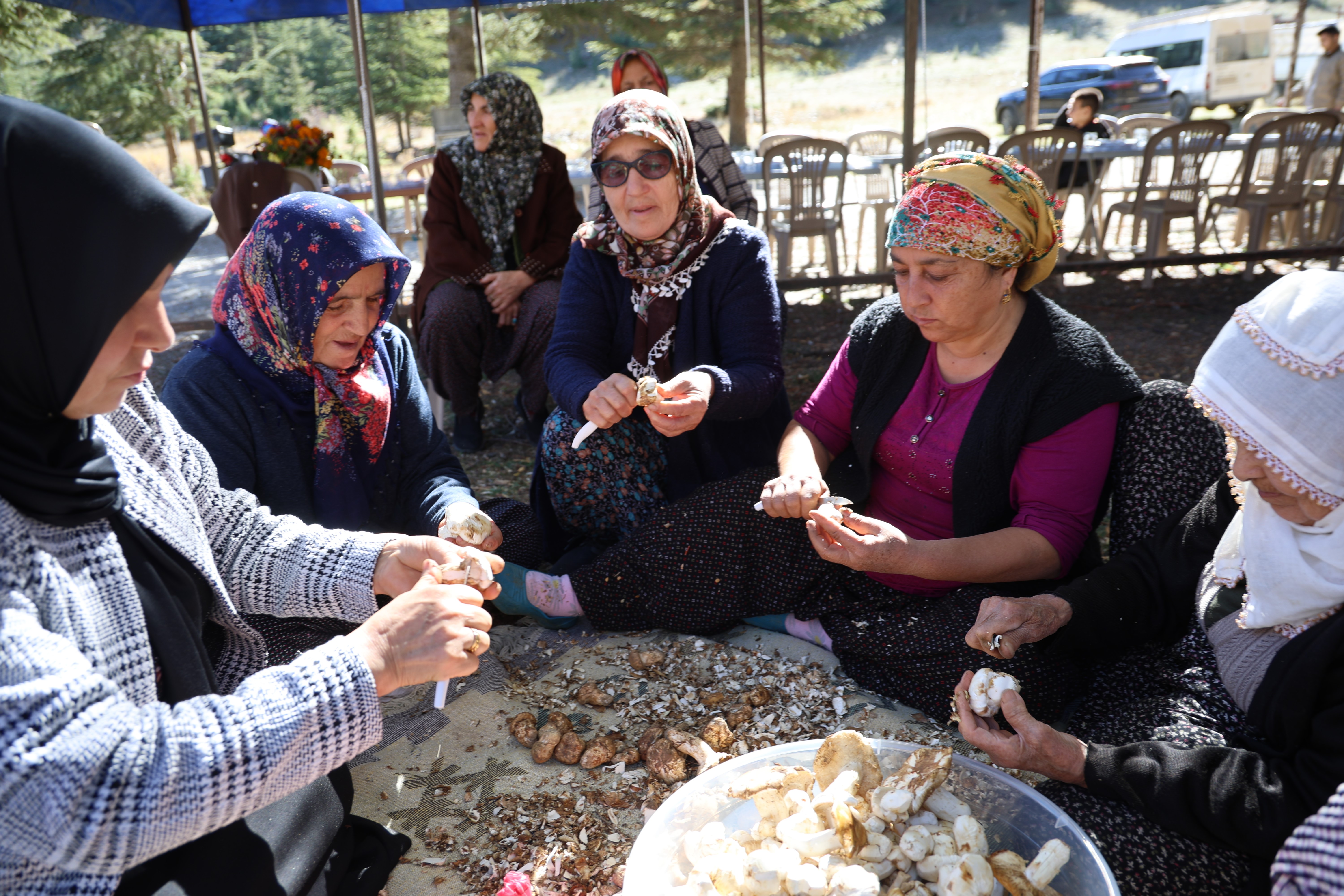 Kilosu etle yarışıyor: Japonların gözdesi sedir mantarı çıktı