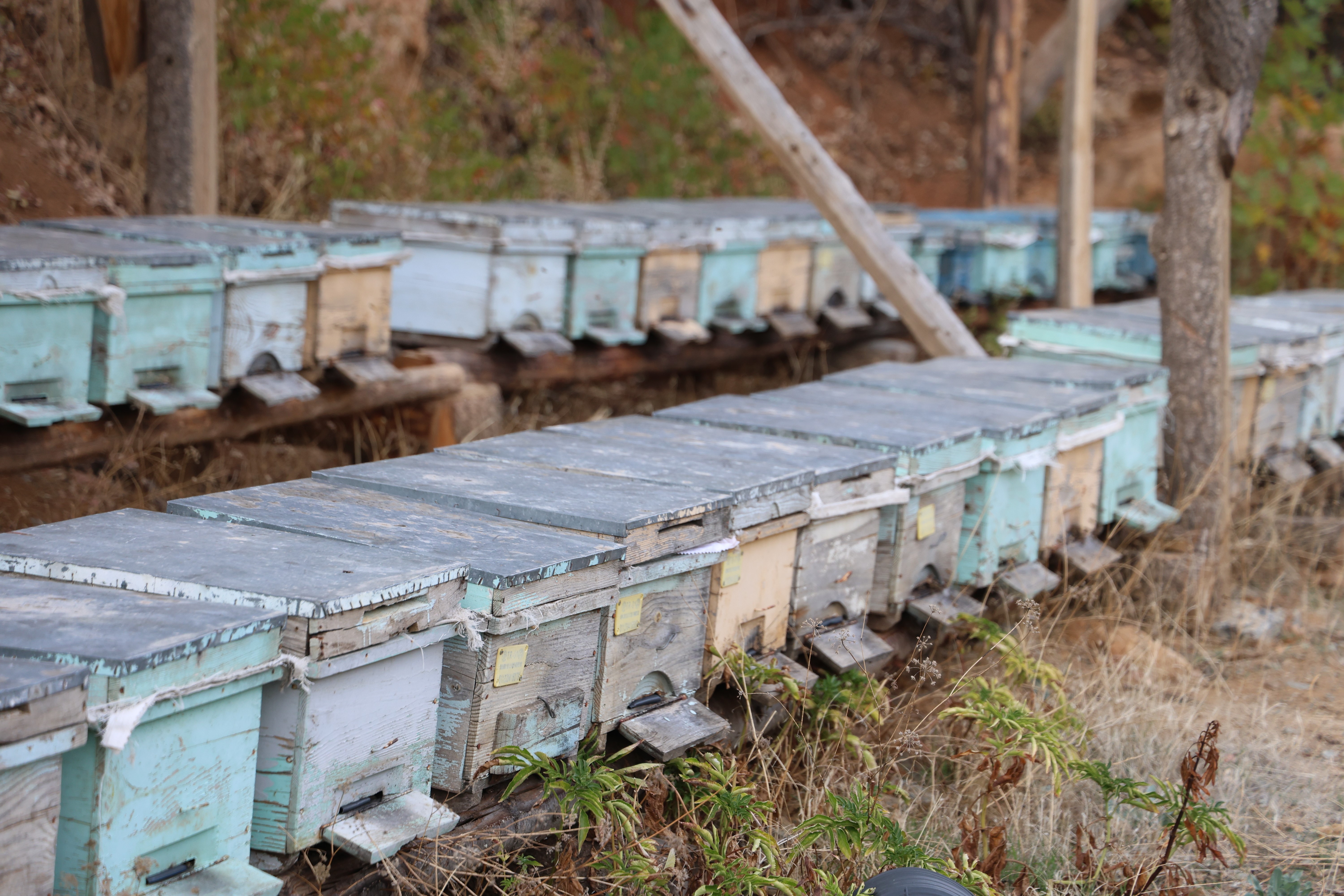 Adana'da sıcaklık düşmeyince arılar kışlama için kovanlara girmedi