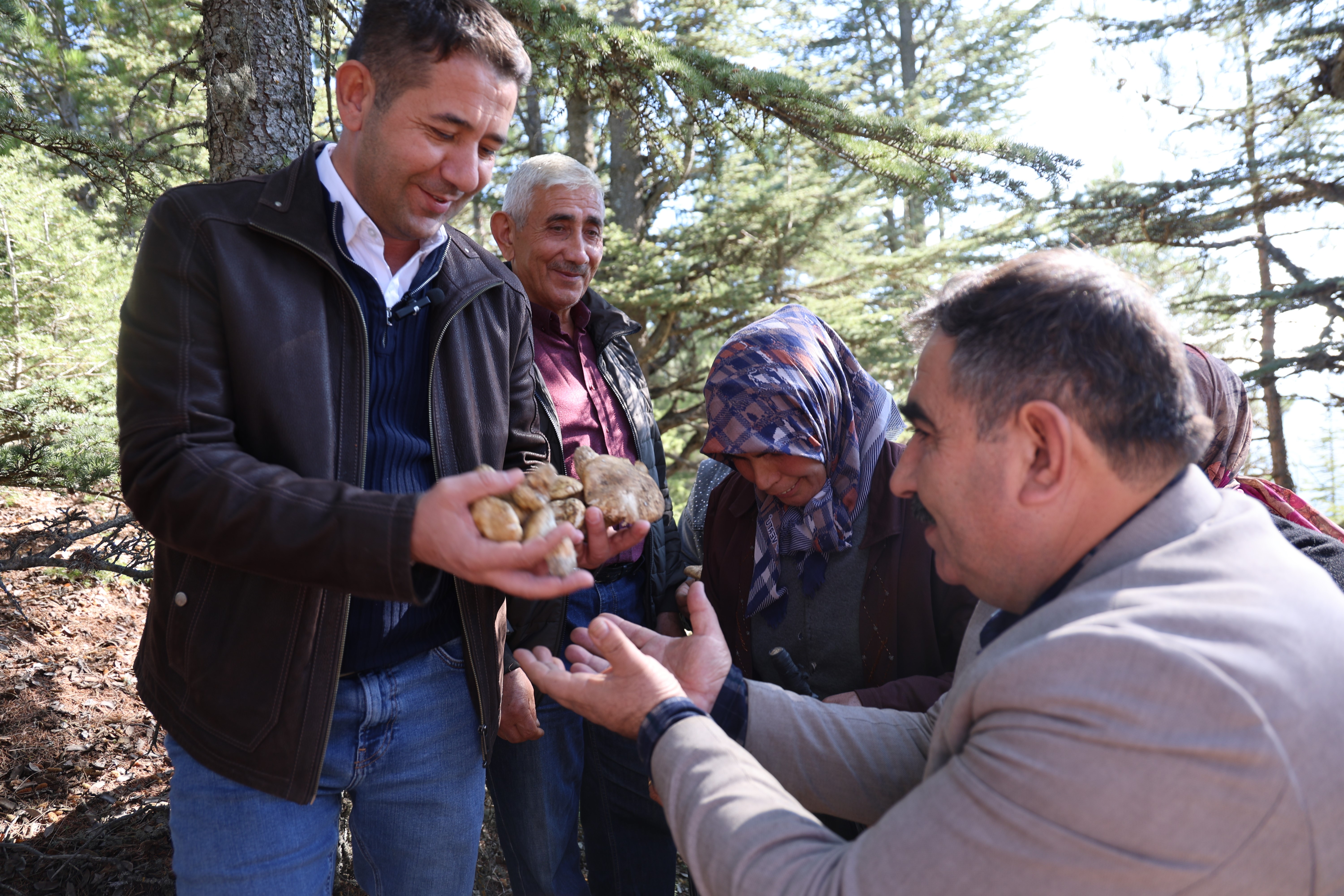 Sedir mantarının geleceği için uyarı: "Her mantar toplanmaz"
