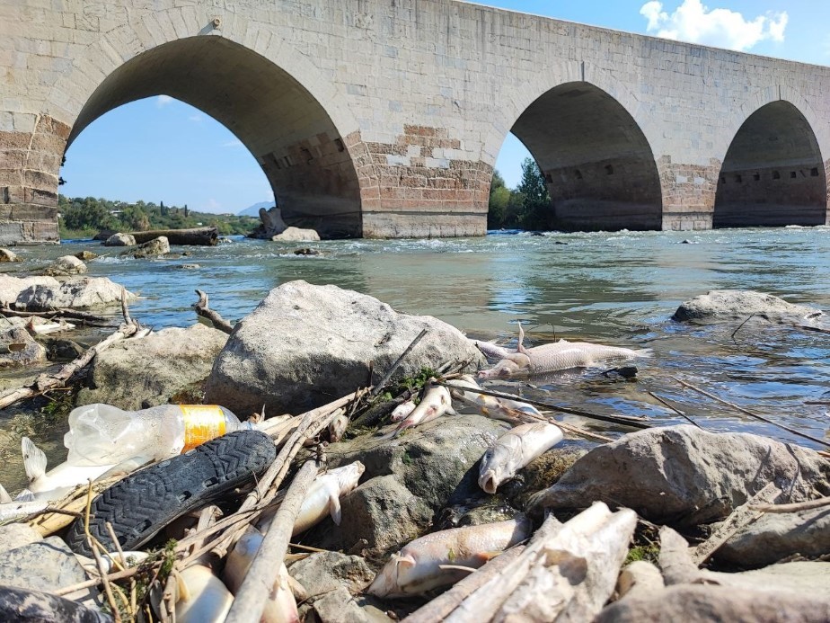 Ceyhan Nehri'ndeki toplu balık ölümlerinin nedeni ağır metal çıkmadı