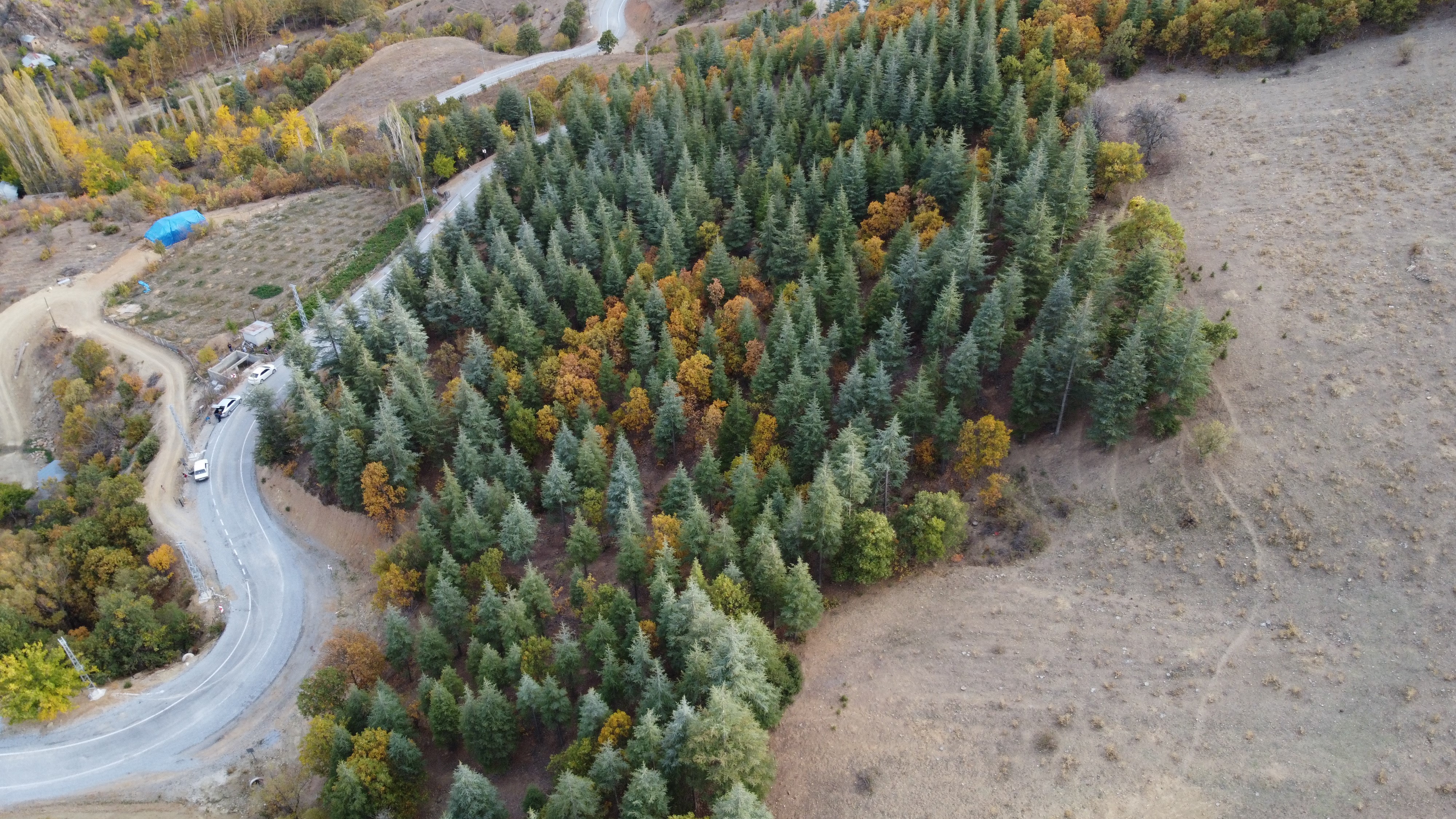 Adana'da 37 yıl önce köylülerin diktiği fidanlar ormana dönüştü