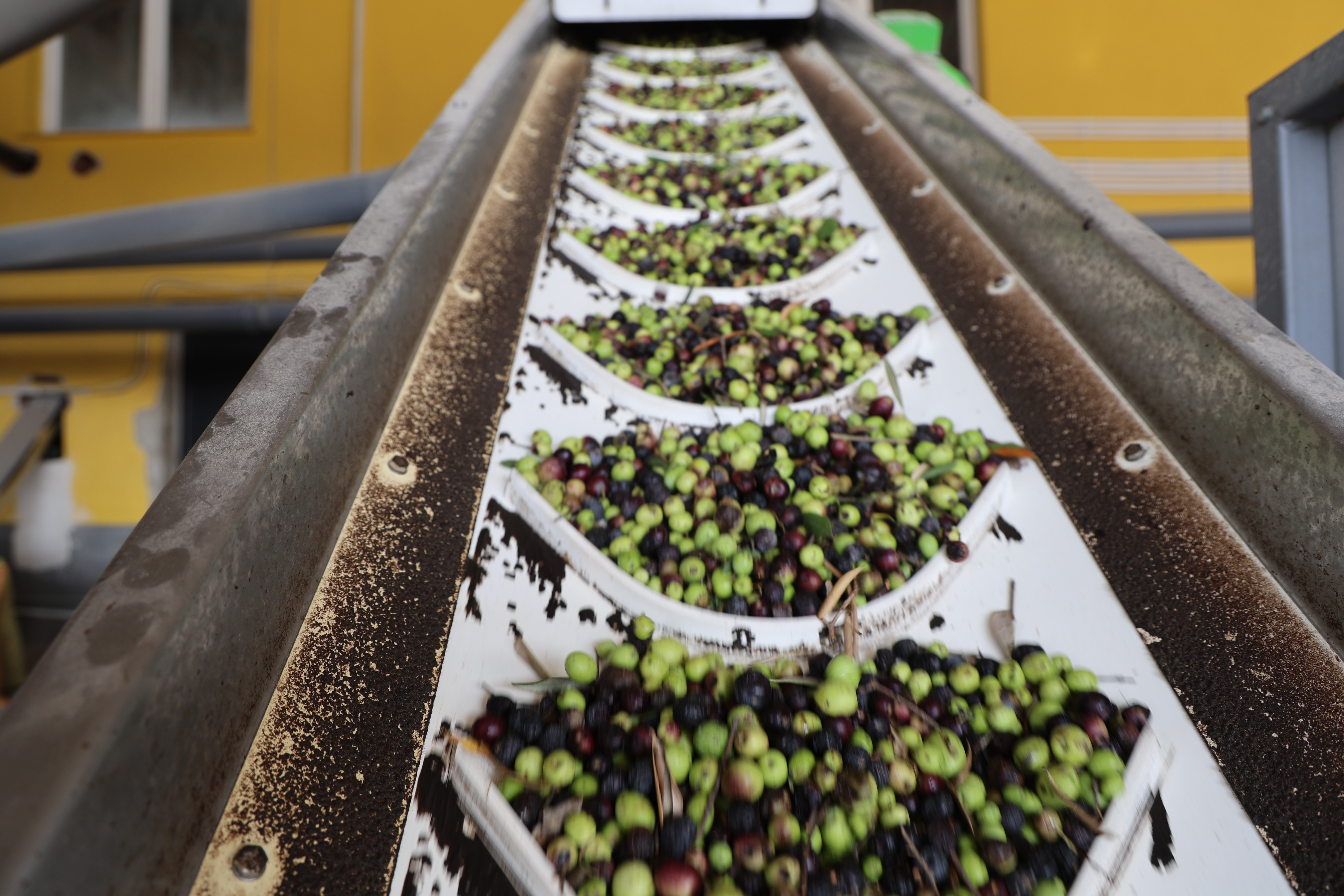 Adana'da zeytinin yağ yolculuğu başladı