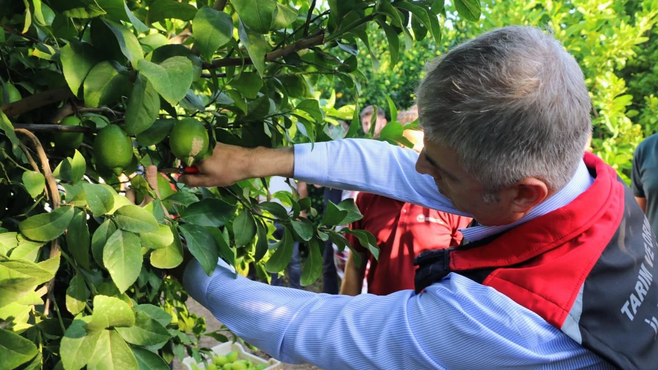 Adana'da mandalina krizi: Elçilerin engeliyle ürün dalda kaldı