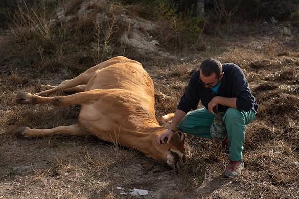 Adana’da çiftçilere şap hastalığı uyarısı: “Acil destek bekliyoruz”
