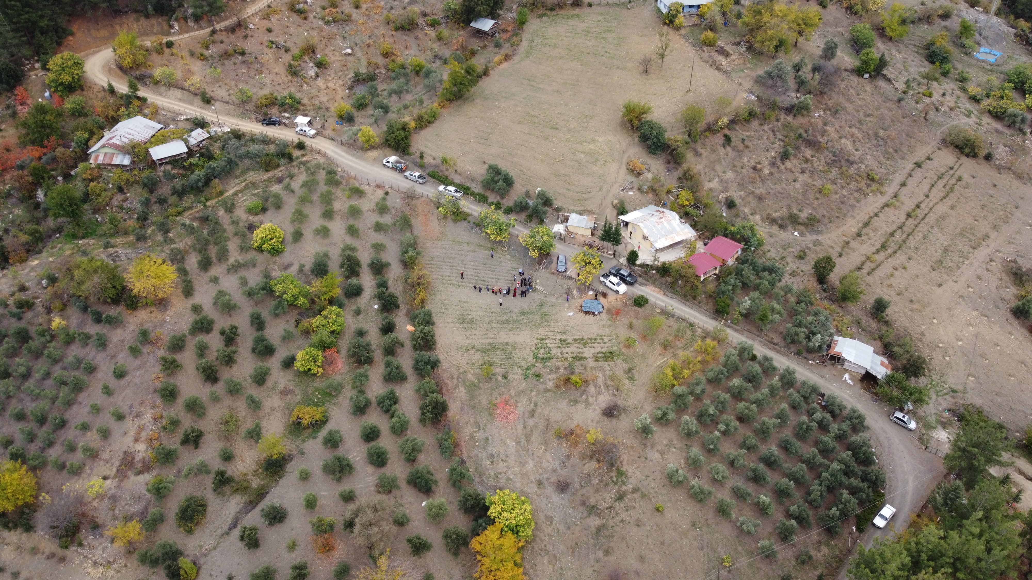 Dünyanın en pahalı baharatı safran Adana'da hasat edildi