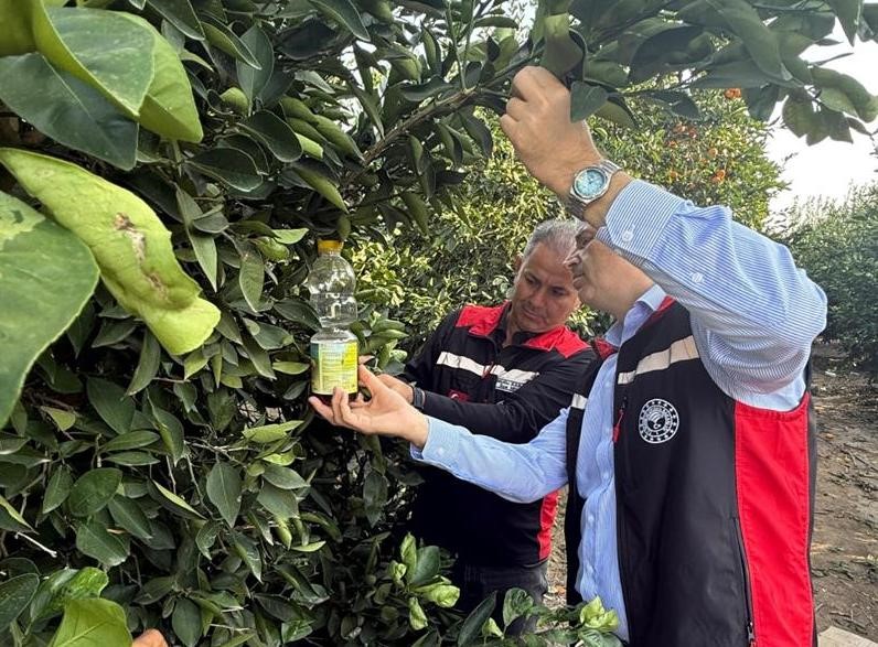 Narenciyede hasat başladı, "Akdeniz meyve sineği" ile mücadele hız kazandı