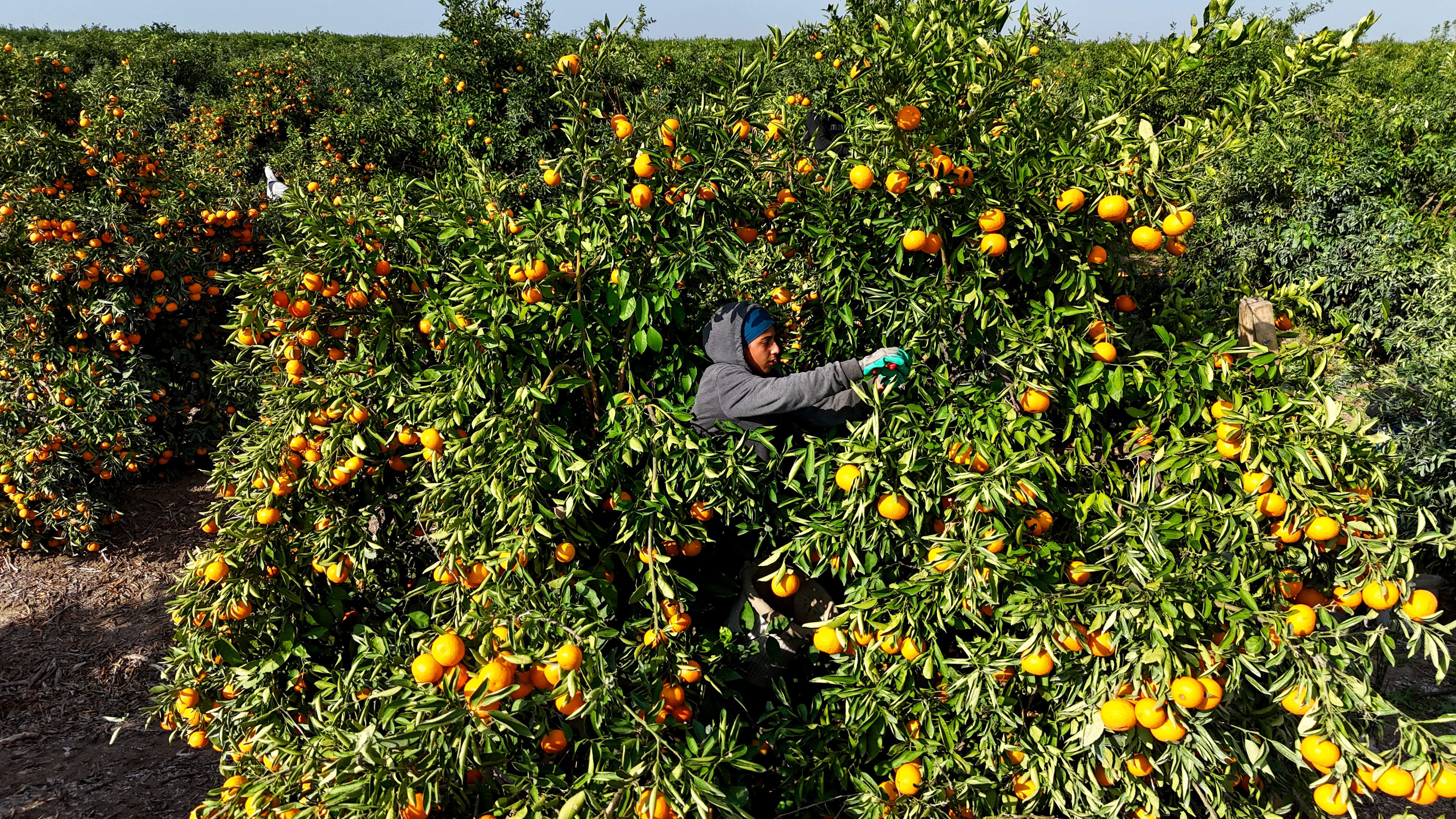 Tarım işçilerinin grevi mandalinayı dalında bıraktı: Kilosu 3 liraya kadar geriledi