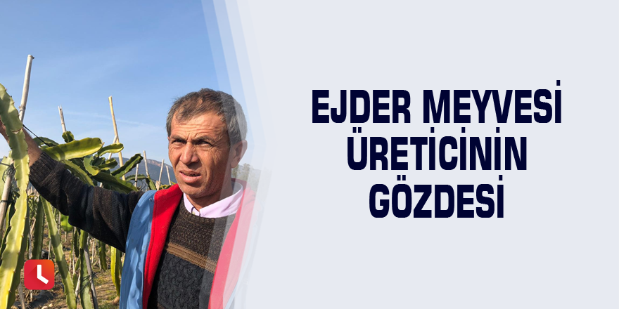 Ejder meyvesi üreticinin gözdesi