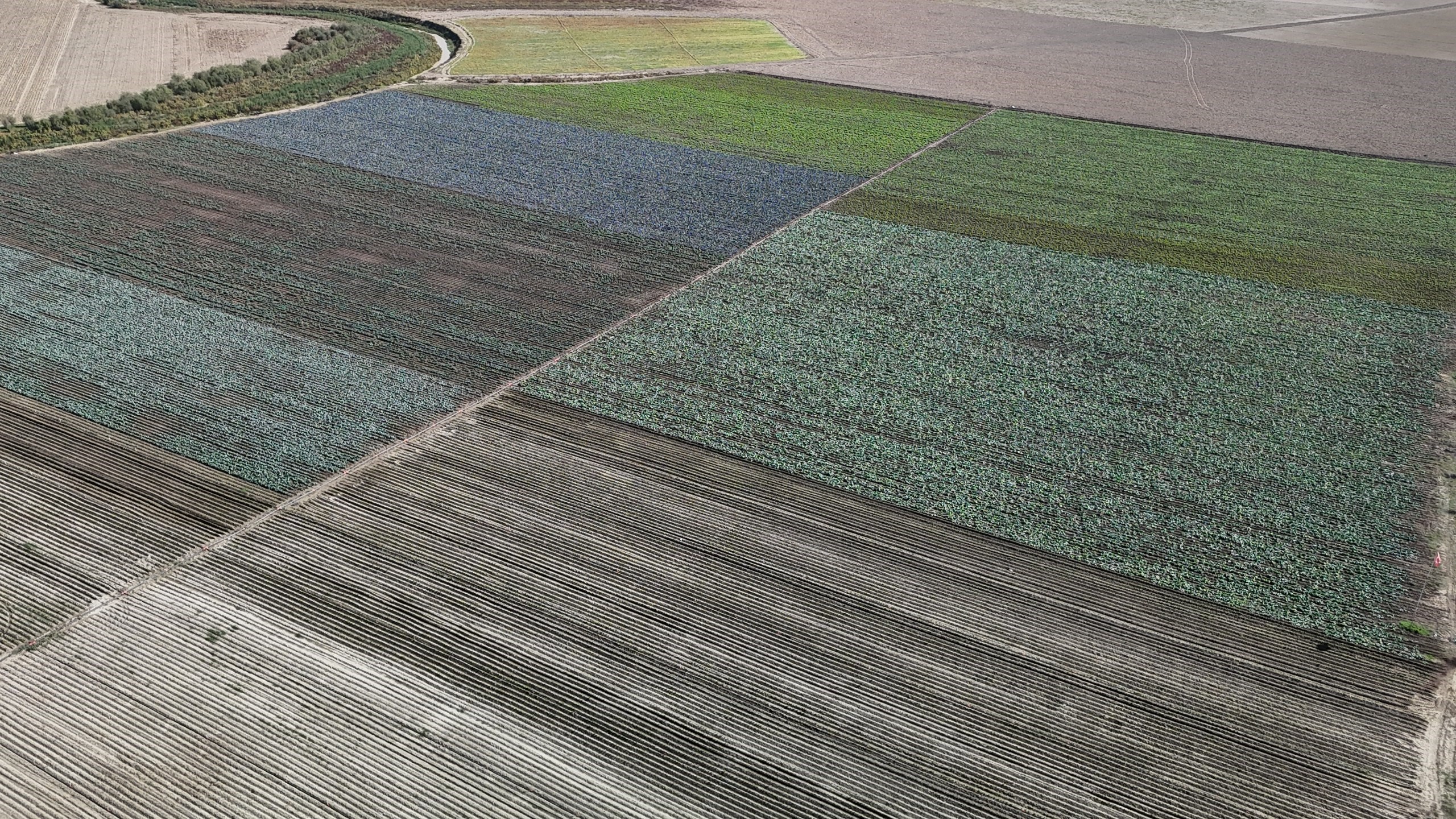 Kuraklığın vurduğu Seyhan Baraj Gölü'nün çevresi tarım arazisi oldu üretim başladı