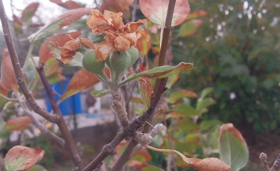 Kasım ayında elma ağacı çiçek açıp meyve verdi