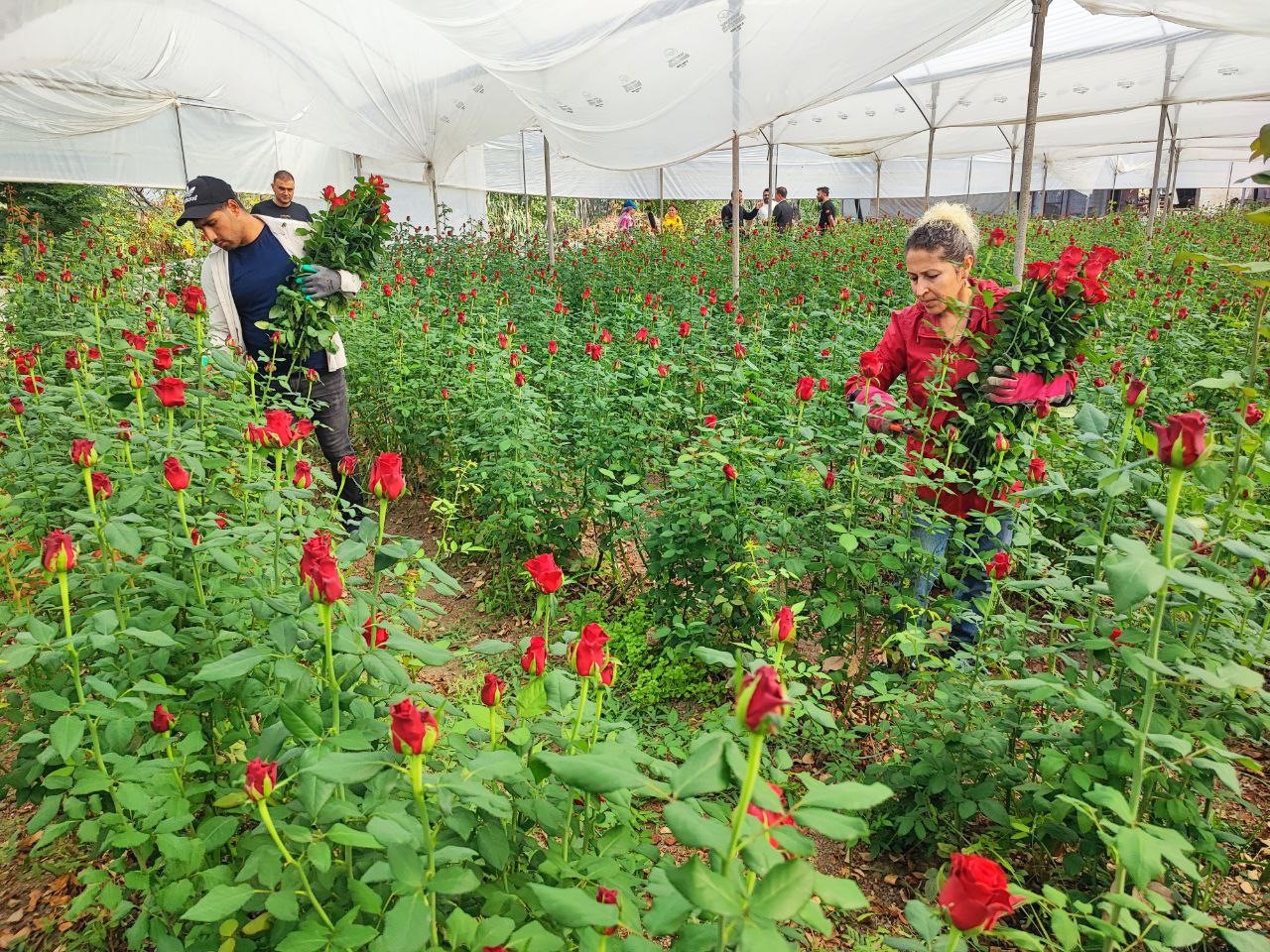 Adana'da seralarda gül hasadı başladı