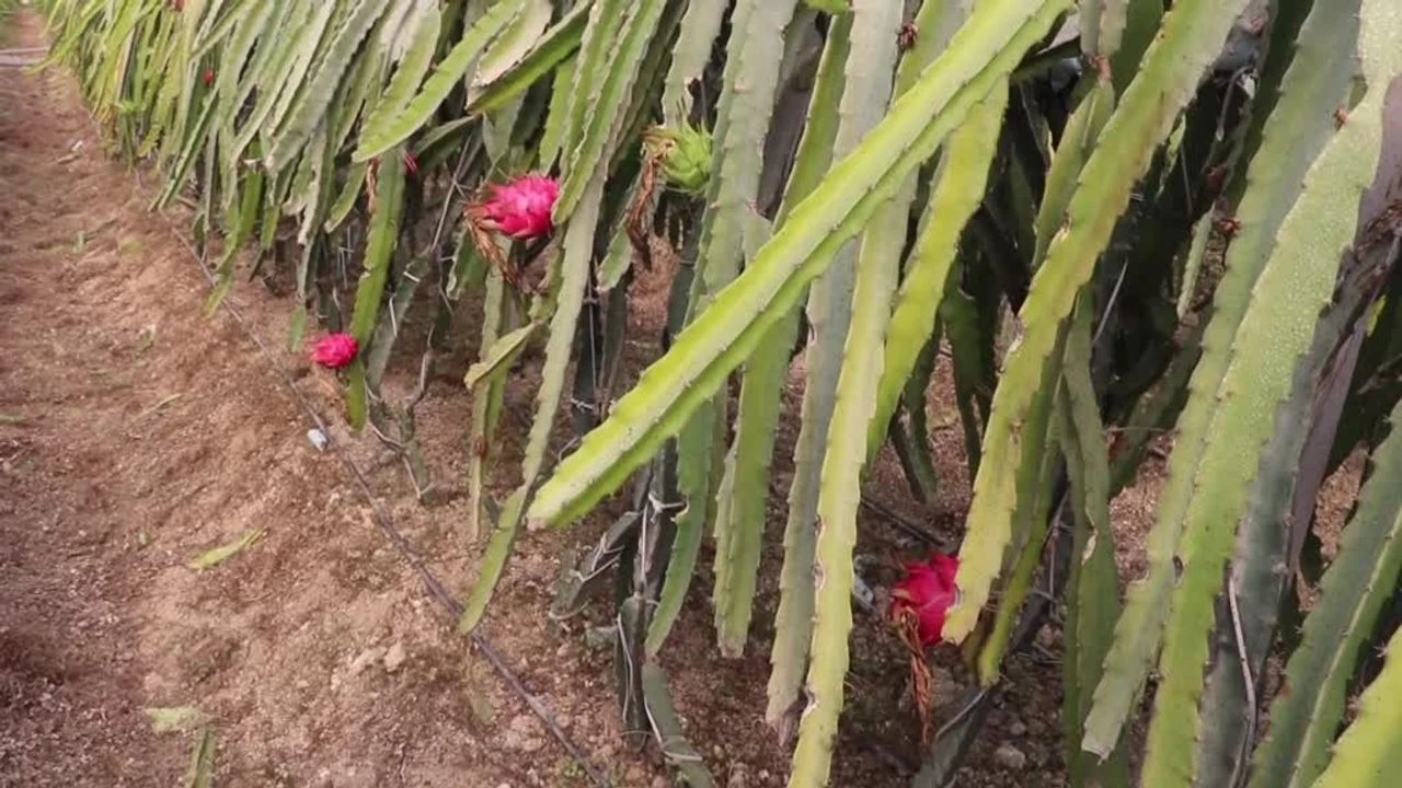 Adana’da ejder meyvesi üretimine arı dokunuşu