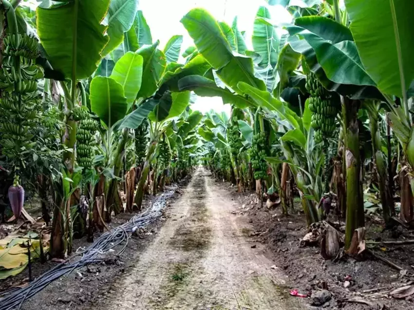 Yılda 6 kez hasat olunca Adanalı çiftçilerin gözleri parladı! Kış için alternatif ürünü buldular