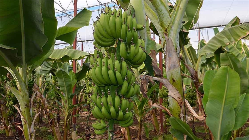 Devlet teşvikleriyle Adana’da muz üretim alanı 8 yılda 7 bin 500 dekara ulaştı