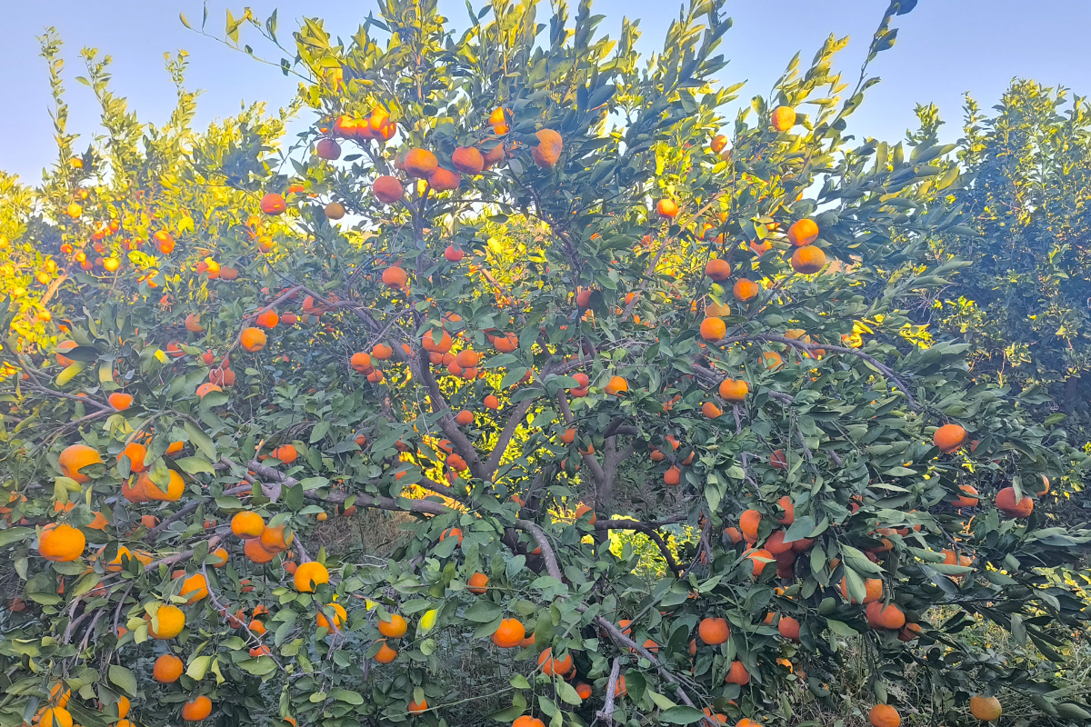 Adana’da mandalina fiyatı 1 liraya düşünce üretici isyan etti