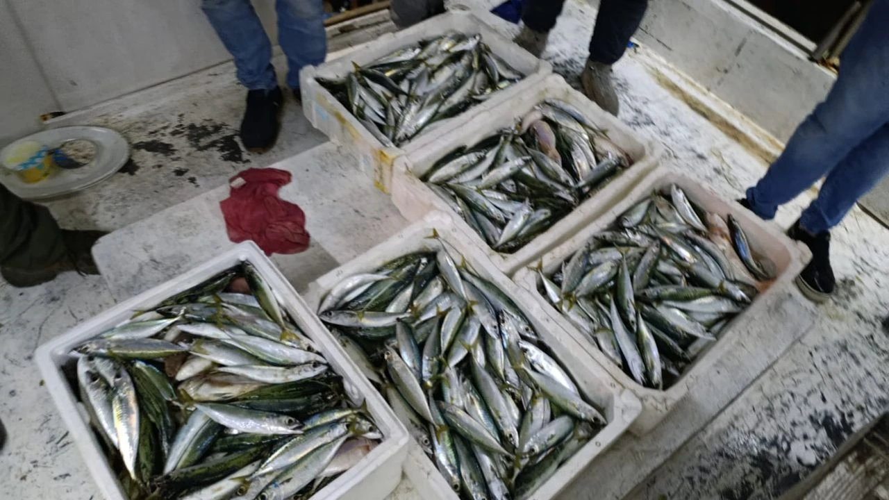 Niğdeli balıkçılar Adana açıklarında 80 kilo kolyoz yakaladı