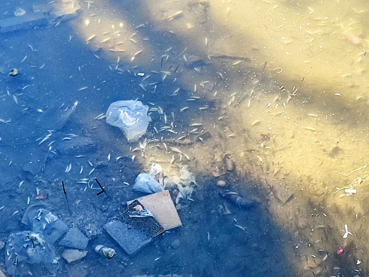 Kuraklık balıkları vurdu