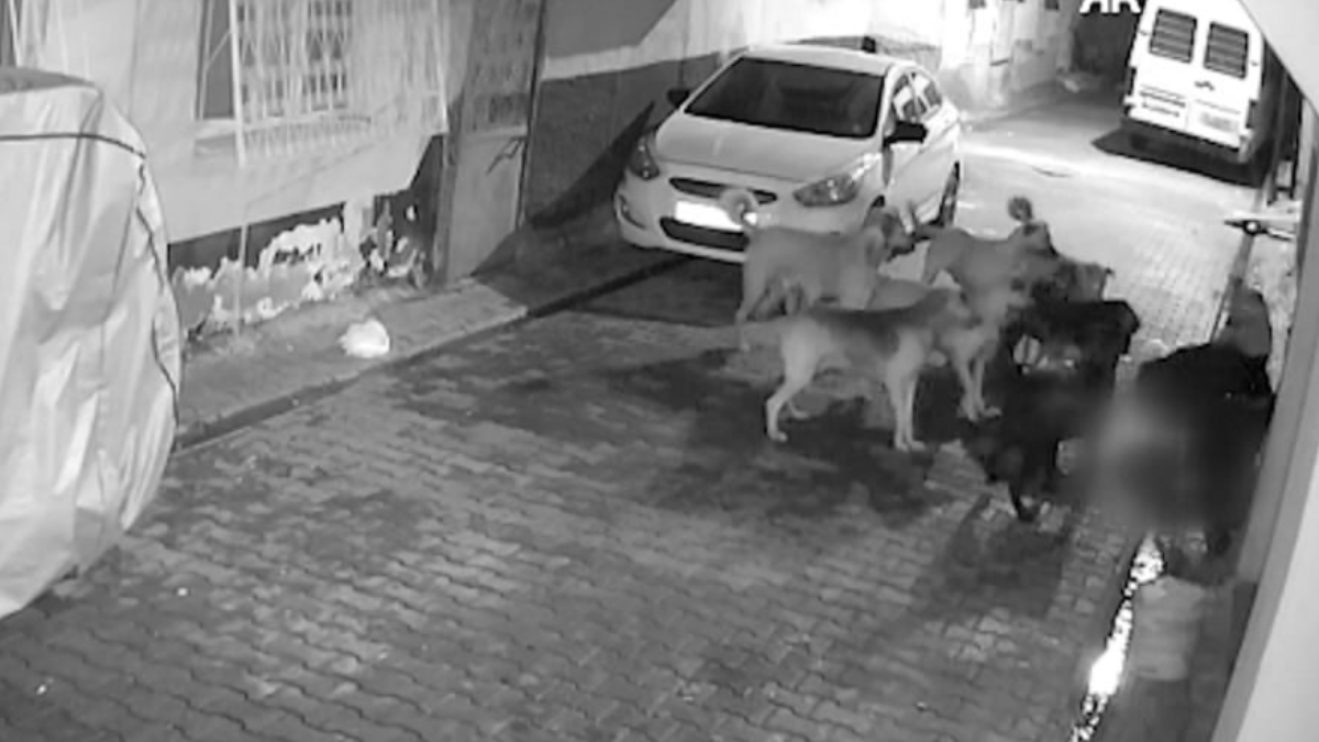 Adana’da 11 sokak köpeğinin saldırdığı kedi yaşamını yitirdi