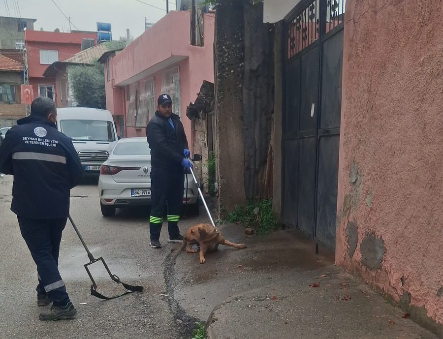 Adana’da kedinin parçalanarak öldürülmesinin ardından başıboş köpekler toplanmaya başlandı