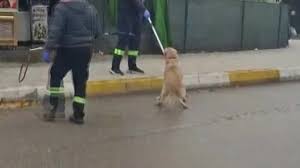Adana'da başıboş sokak köpekleri toplanıyor