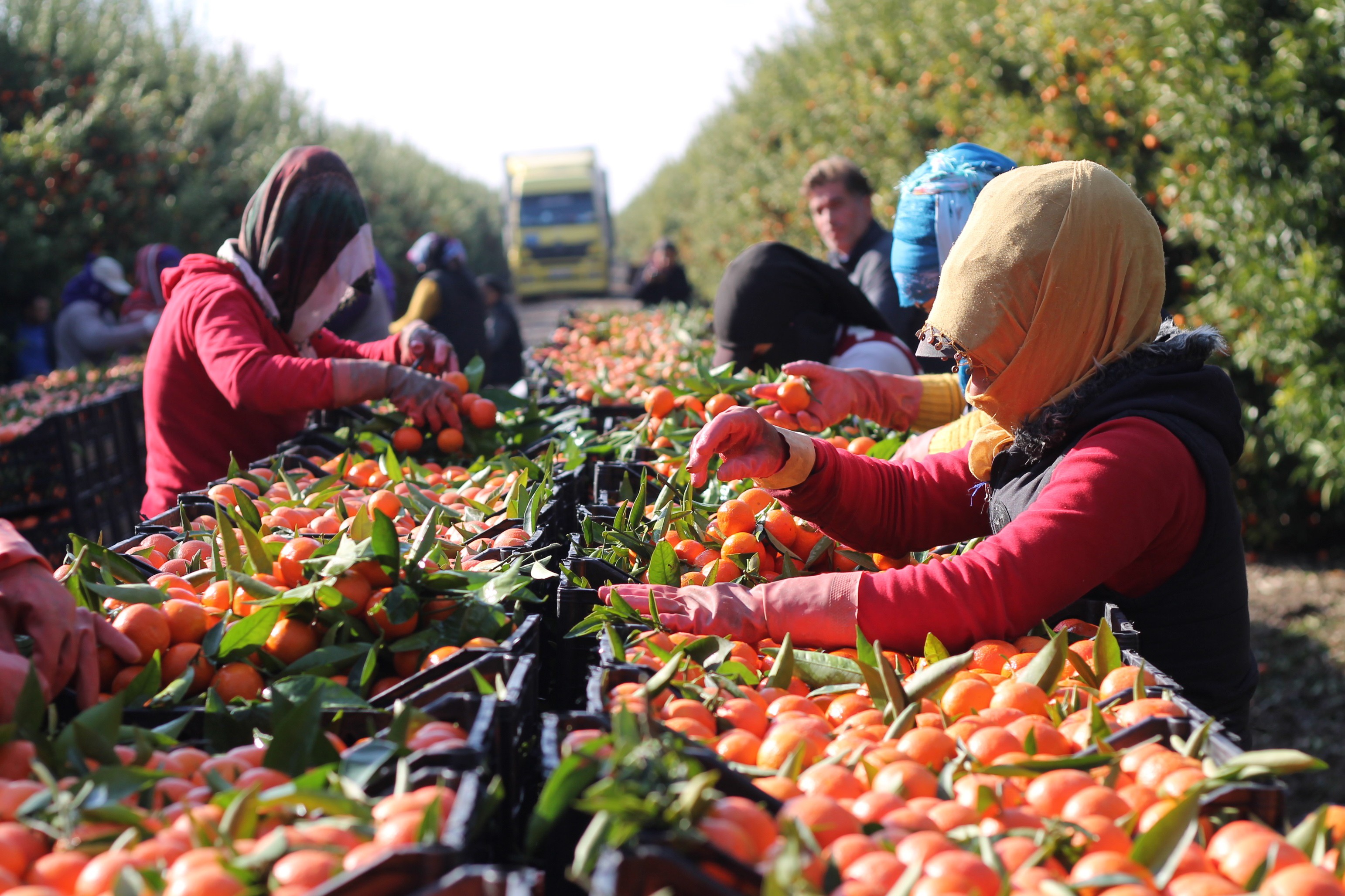 Tarım alarm veriyor: Çiftçinin borcu 1 trilyon 150 milyar liraya dayandı