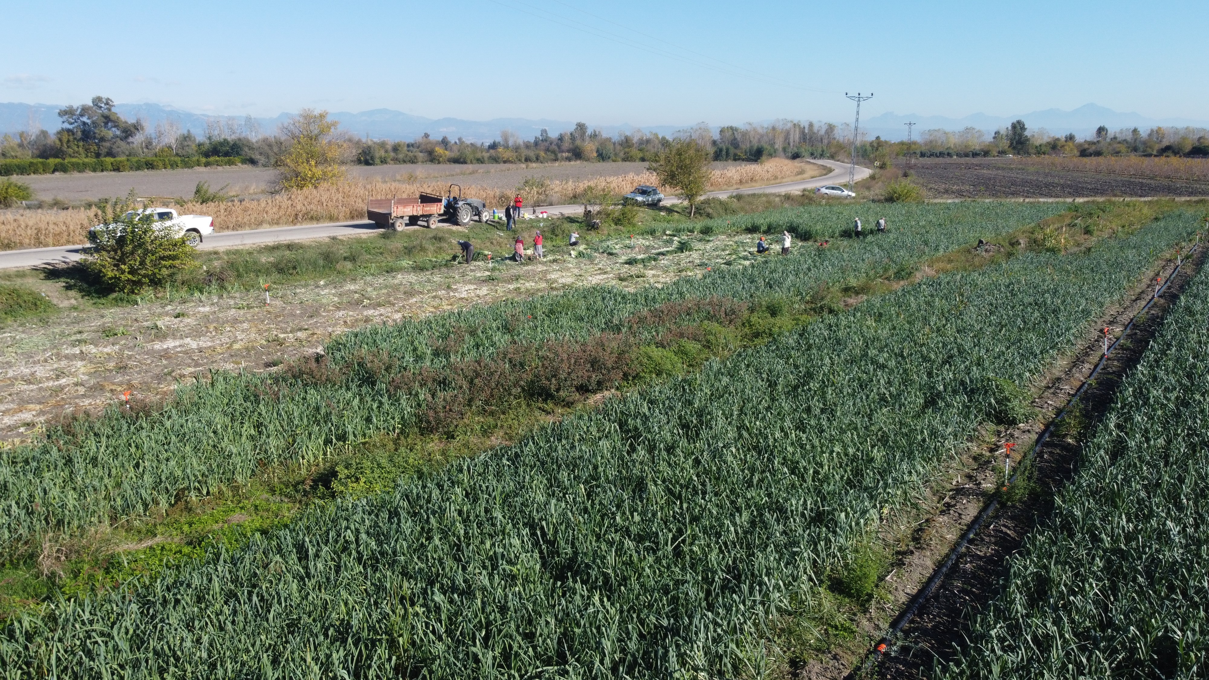 Kozan’da pırasa hasadı başladı: 20-22 TL’den alıcı buluyor