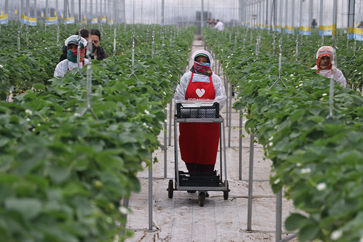 Adana’da yapay zekalı tarım atağı: Topraksız serada 450 ton çilek üretildi
