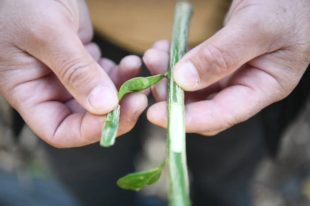 Sarıçam’da ücretsiz budama kursunda uygulamalı eğitimler başladı