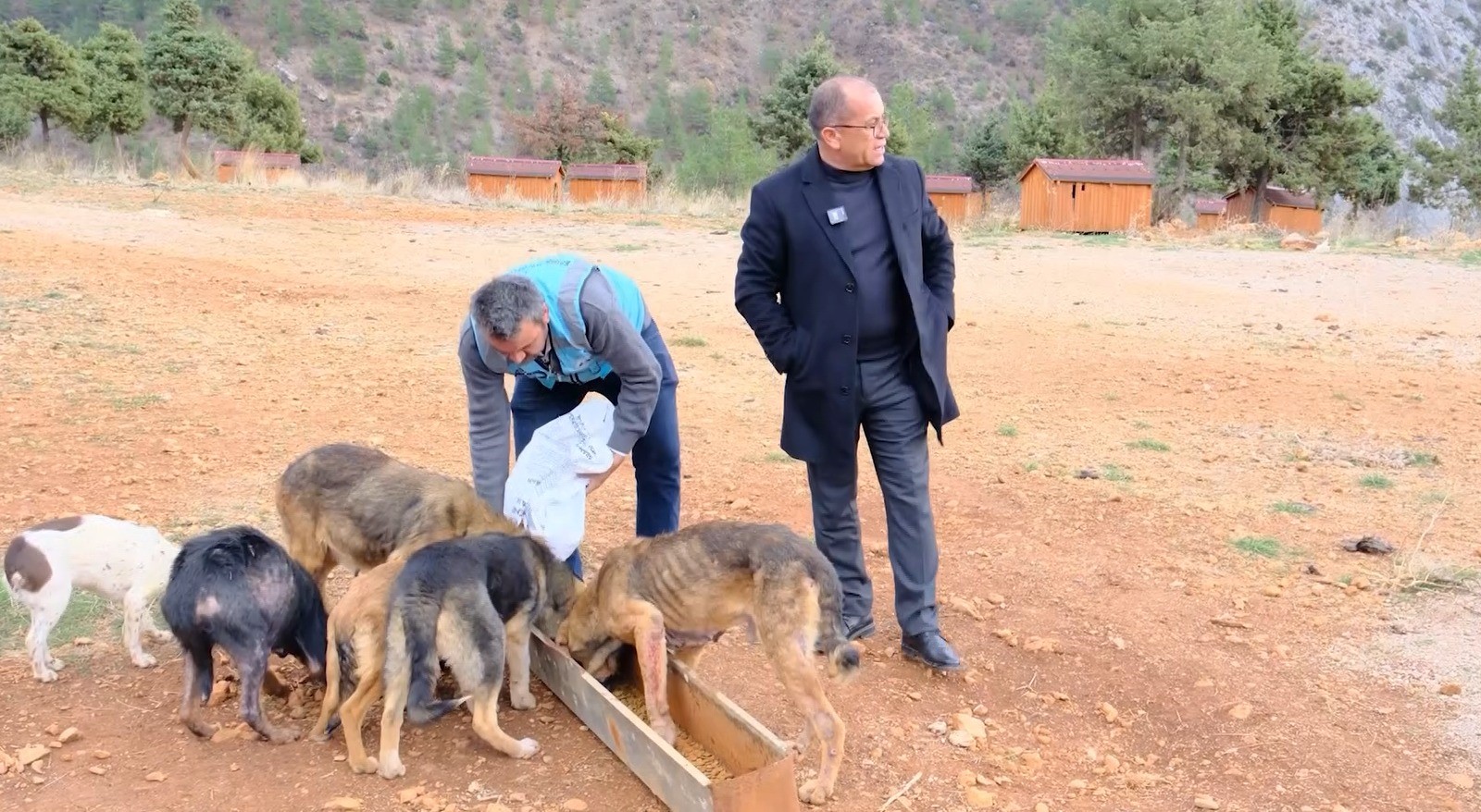 Sokak hayvanları sıcak yuvaya kavuştu
