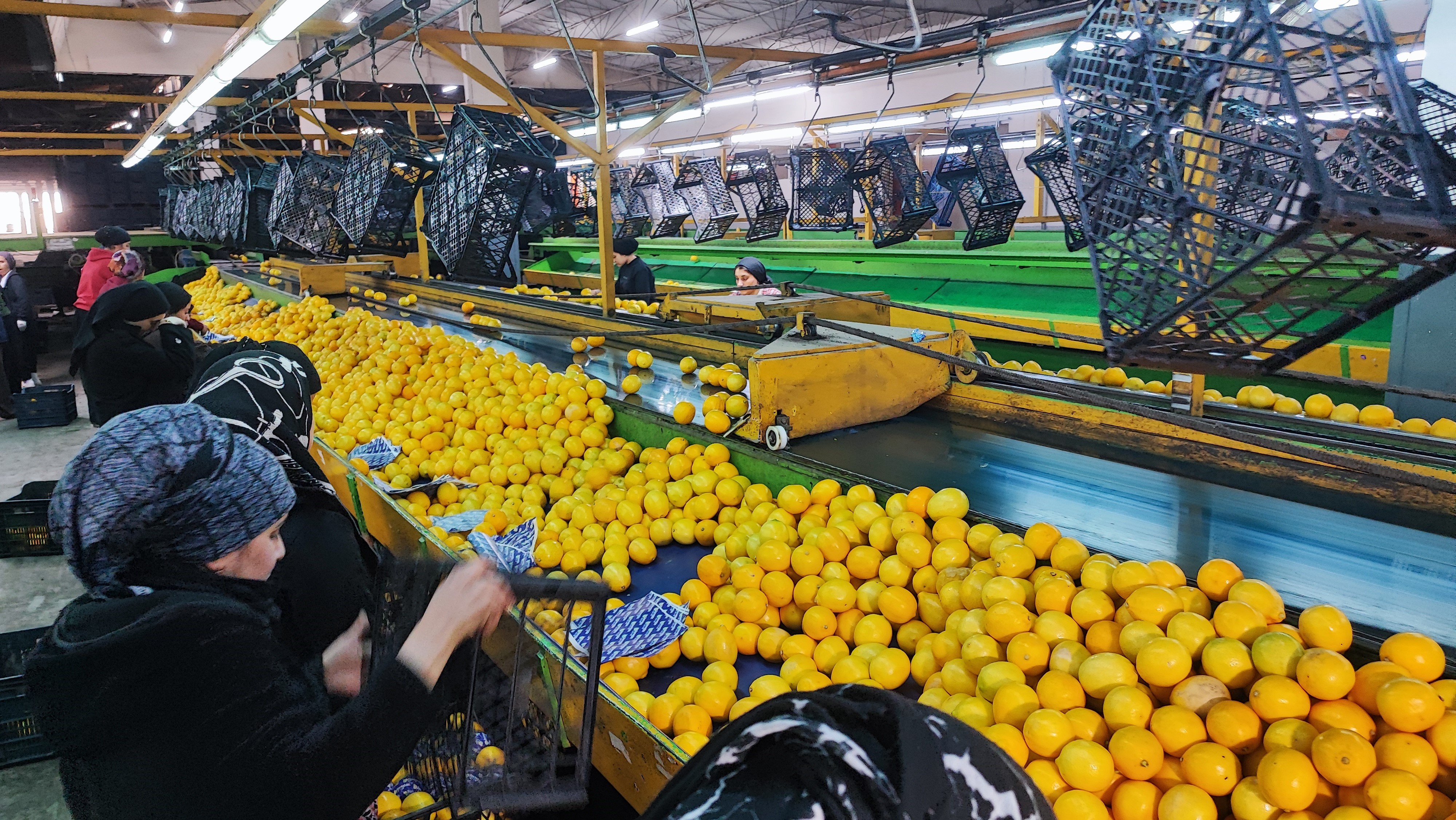 Yeni yıl öncesi Adana’da narenciye ihracatı hız kazandı