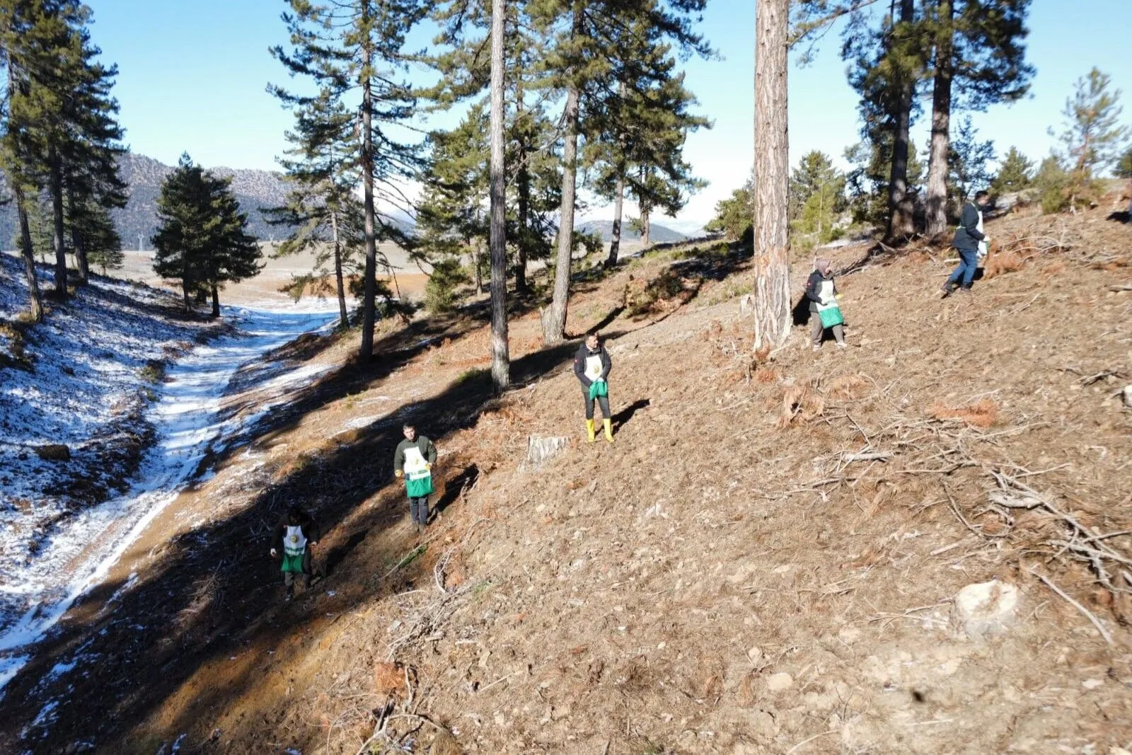 Saimbeyli’de 185 hektarlık alanda karaçam gençleştirme çalışması tamamlandı