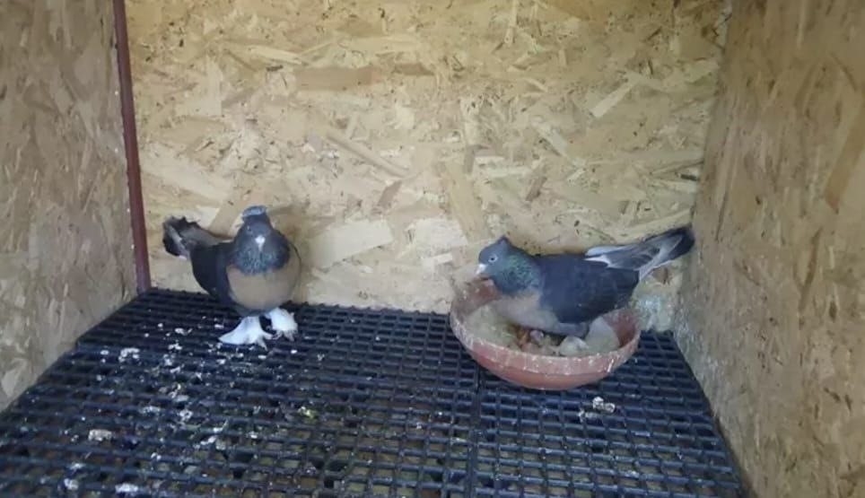 Kasklı şüpheli damdaki kuşları çaldı