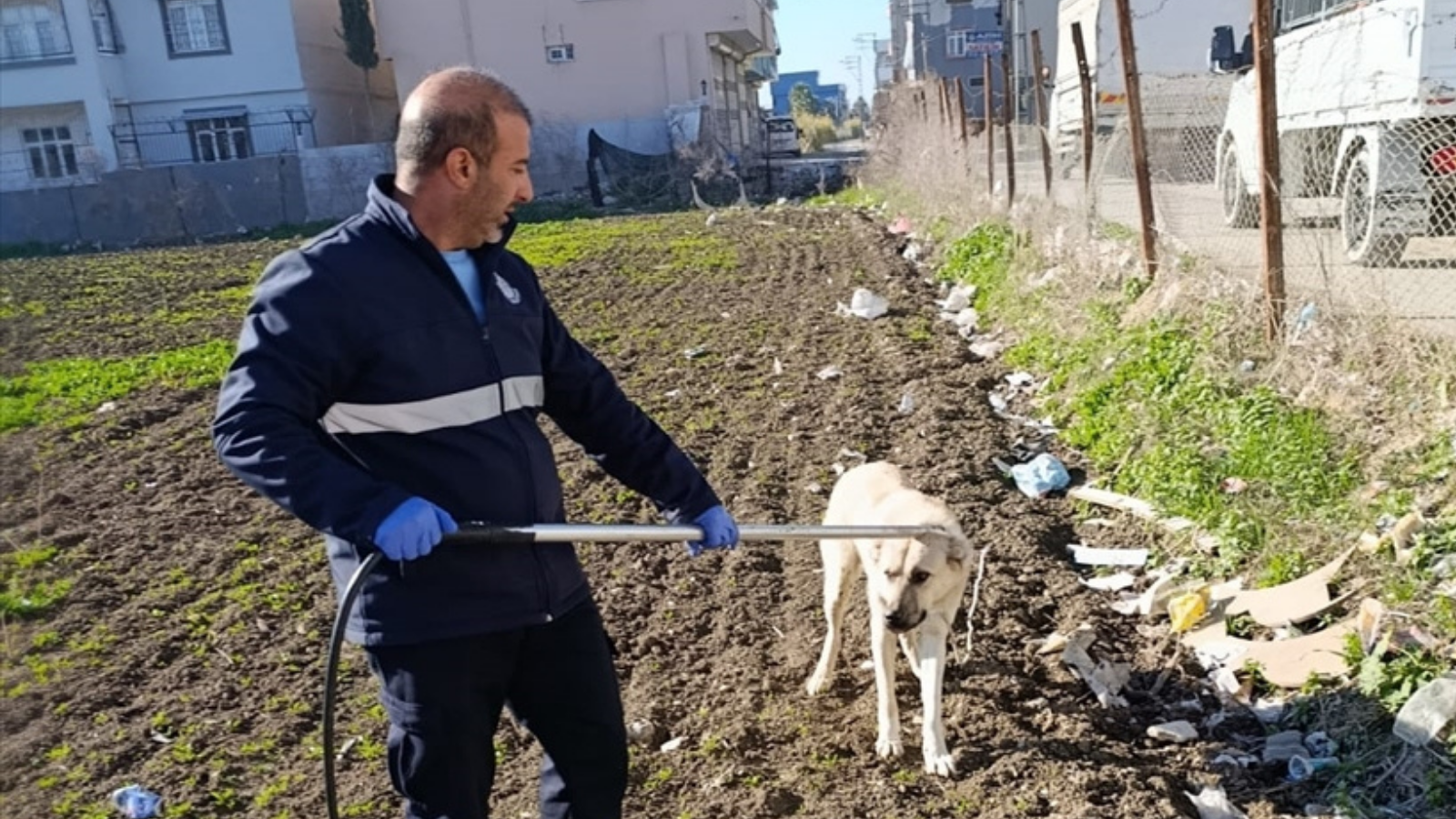 Adana’da sahipsiz köpekler ekipler tarafından toplanıyor