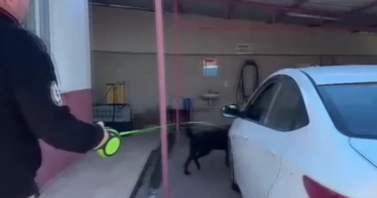 Binlerce uyuşturucu hapla yakalandı, “Babam hastaydı” savunması yaptı