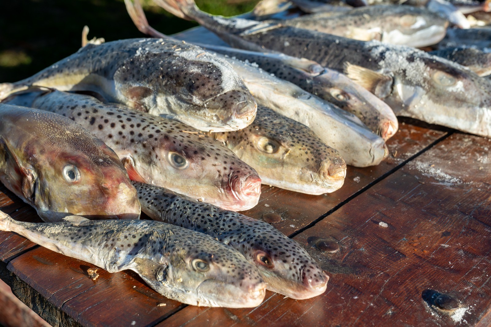 Adana'da 4 günde 128 bin balon balığı toplandı